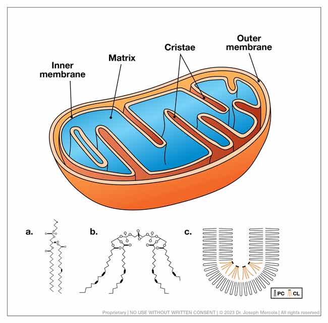 mitochondrion structure