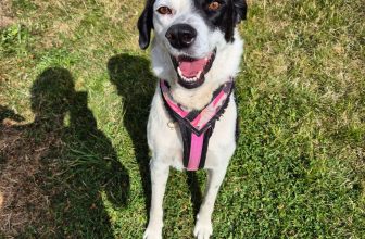 Nana-Mixed-breed