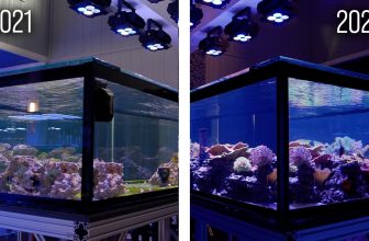 The 5 Year Transformation of My 600 Gallon Peninsula Reef!