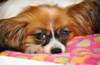 Best Dog Beds for Papillon