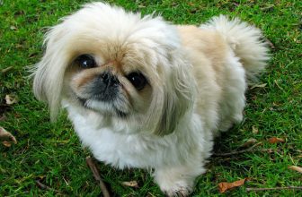 5 Remedies & Supplements For Your Pekingese’s Diarrhea, Gas, Vomiting, or Upset Stomach