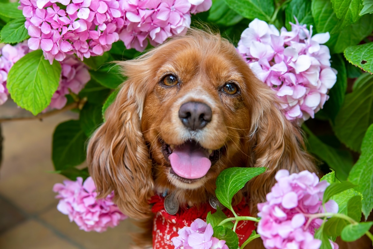 Cocker Spaniel showing gentle eyes and an exceptionally sweet, affectionate expression.