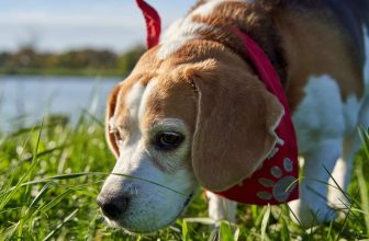 13 Dog Breeds With Natural Talent For Scent Detection