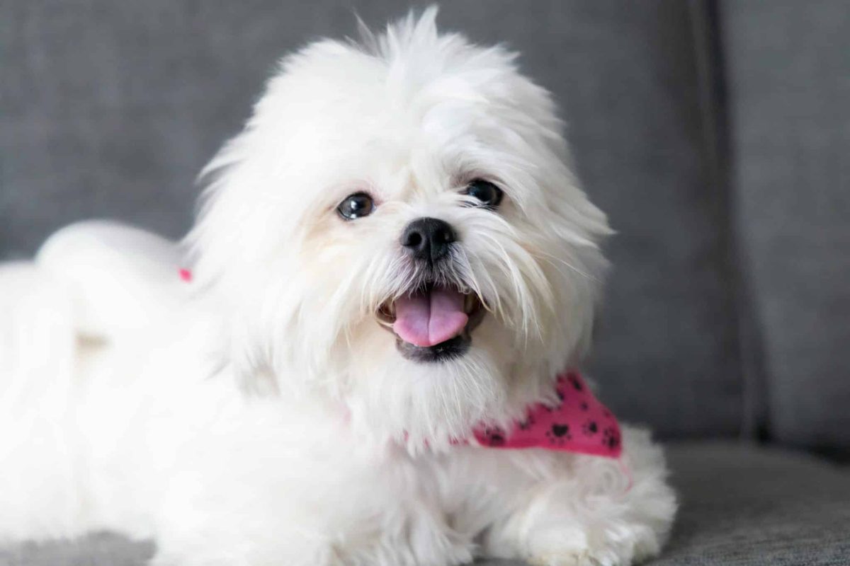 Shih Tzu displaying an affectionate face with undeniable sweetness and charm.