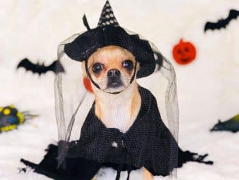 Happy dog wearing a Halloween costume outdoors