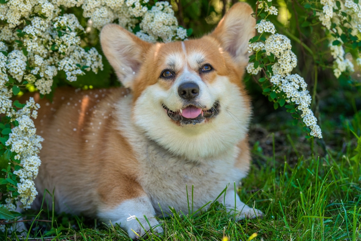 Pembroke Welsh Corgi showing bright-eyed sweetness and an irresistibly cheerful expression.