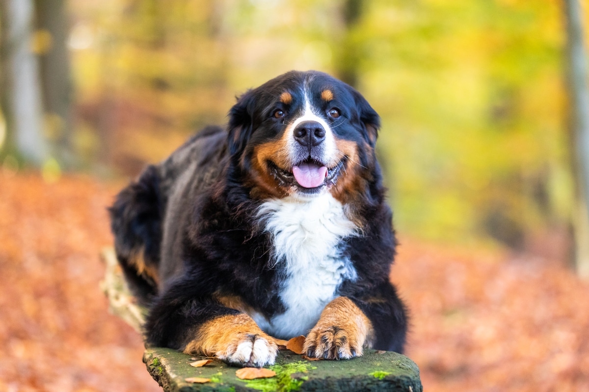 Bernese Mountain Dog displaying a gentle face filled with affectionate sweetness.