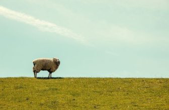The Parable of the Lost Sheep