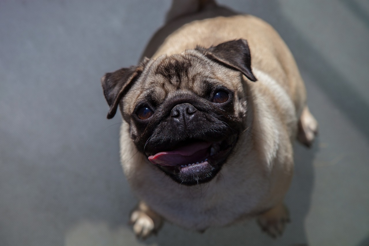 Pug showing an expressive face packed with lovable personality and sweetness.