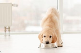 Raising a Puppy on a Budget-Friendly, Real-Food Diet