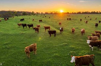 How, Cow, Plants, and Biology Can Heal the Land