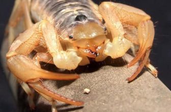 Get the facts behind common Arizona Bark Scorpion myths