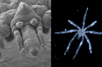 Scientists discovered two bizarre new sea spiders that are “nightmare fuel”