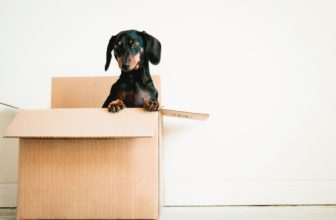 Comprehensive Landlord’s Guide to Pet Policies for Rentals
