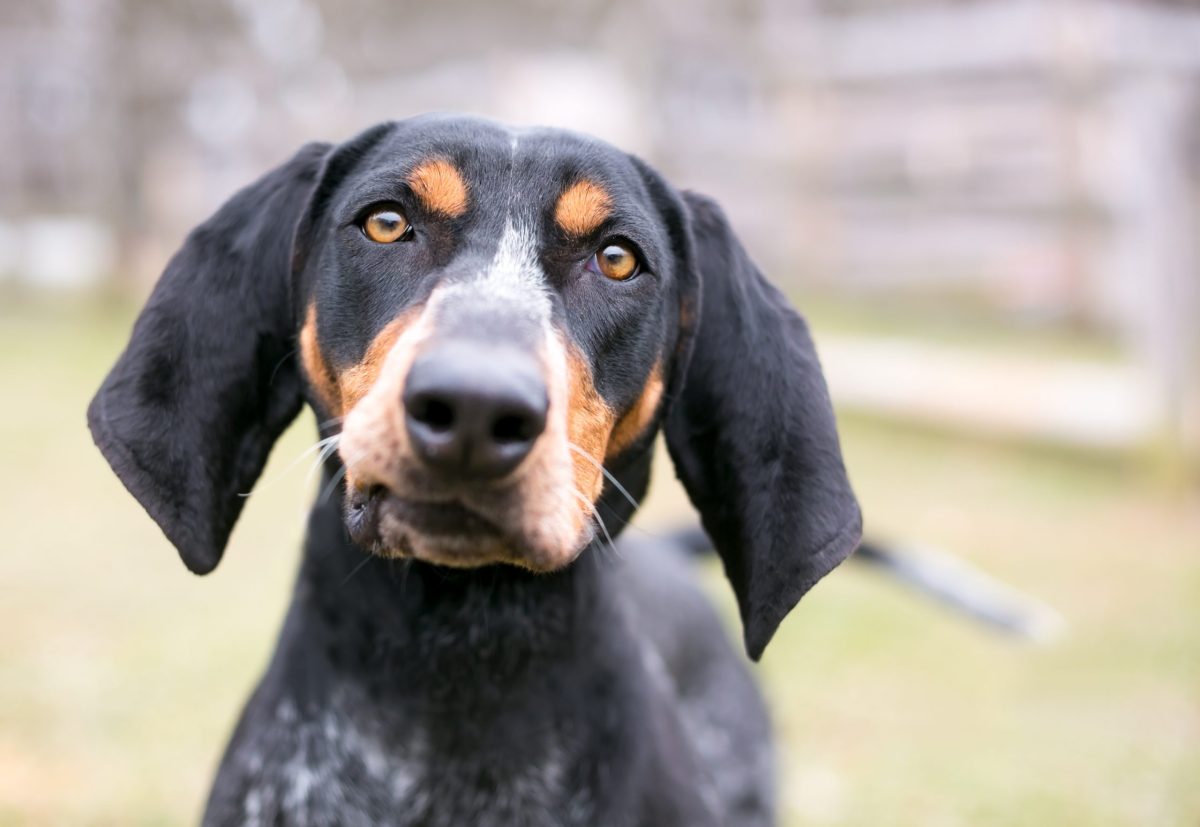Bluetick Coonhound displaying determined scent tracking focus and classic hound instincts.