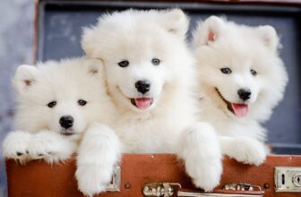 15 Sweet Dog Breeds With Faces You Can’t Say No To