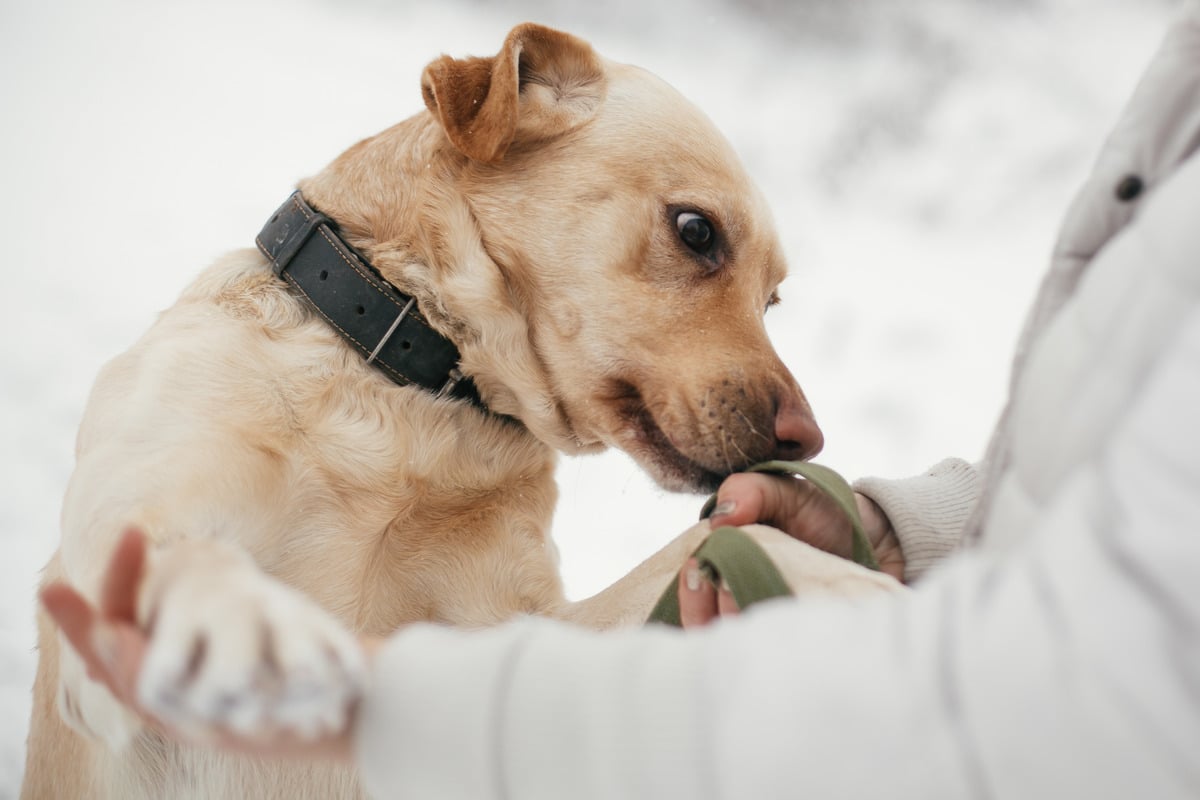 Labrador Retriever displaying focused curiosity and versatile natural scent detection talent.