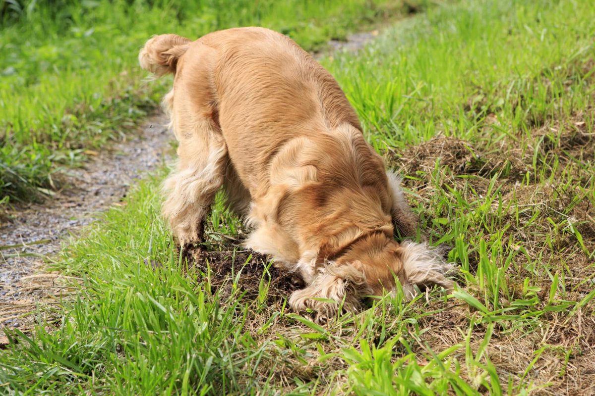 English Cocker Spaniel showing enthusiastic scent detection focus and sporting instincts.
