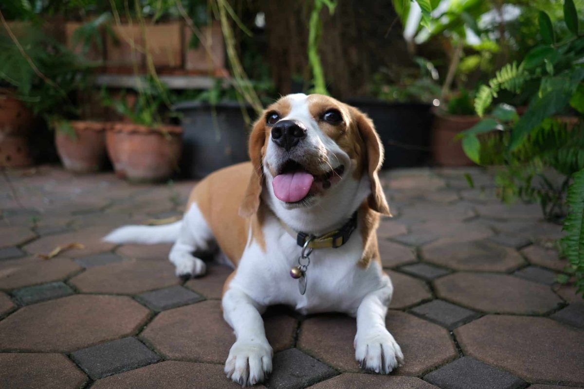 Beagle showing soulful eyes and a charmingly persuasive sweet expression.