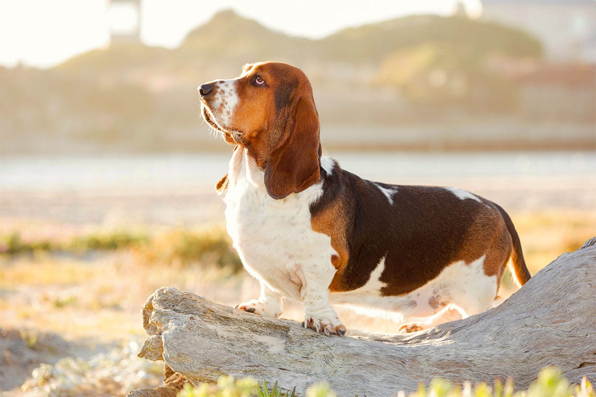 Basset Hound showing determined focus and impressive natural scenting instincts.
