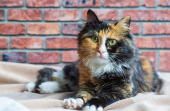 What Really Goes on Inside a Cat’s Head All Day — Catster