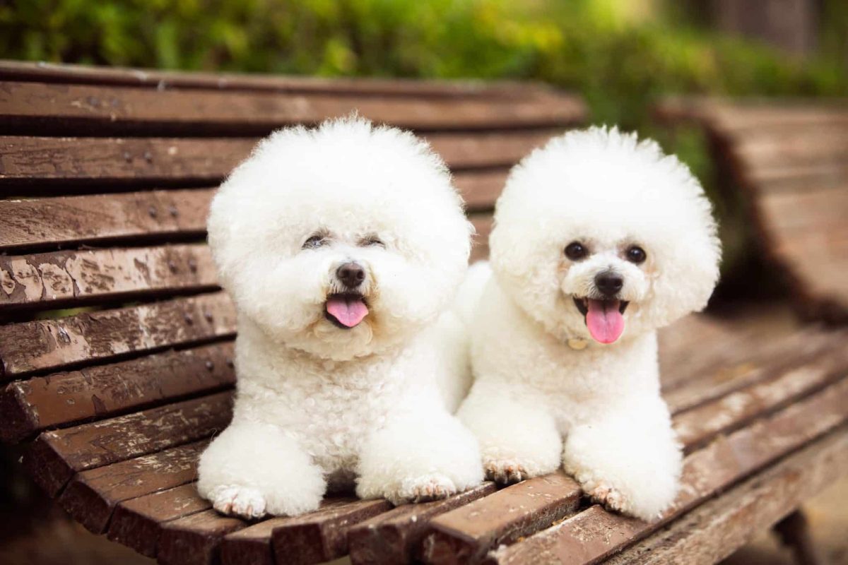 Bichon Frise displaying cheerful sweetness through a bright and lovable expression.