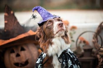 Two dogs dressed in Halloween costumes sitting outdoors