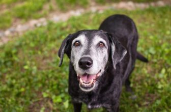 5 Things People Should Give Their Senior Dogs To Make Them Happier And Healthier
