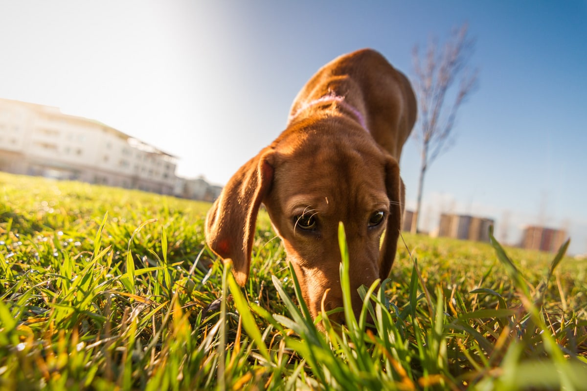 Bloodhound displaying intense concentration and legendary natural scent tracking ability.