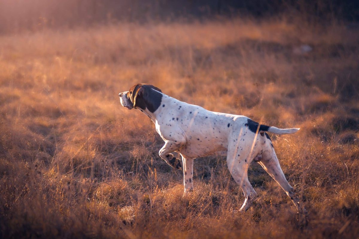 German Shorthaired Pointer showing alert focus and impressive natural scenting ability.