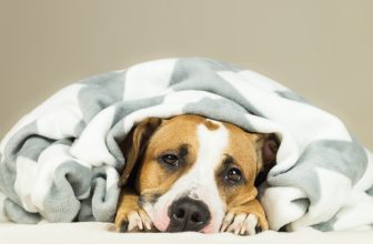 Dog Supplements For Diarrhea, Vomiting & Upset Stomach