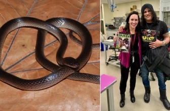 Scientists just named a new snake after Guns N’ Roses legend Slash
