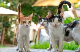 How a Community TNR Project Helped Cats and Vet Students — Catster