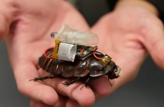 Cyborg cockroaches deliver medication with needles