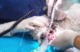 Do Dogs Really Need Anesthesia For a Teeth Cleaning? — Dogster