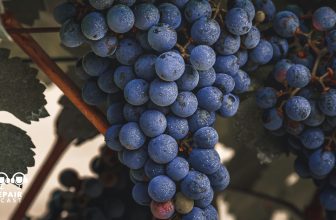 The VinePair Podcast: Cabernet Is Still King…But For How Long?