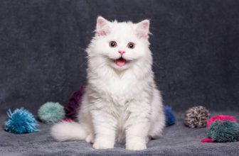 “Pspsps!” Why Cats Find This Sound Irresistible — Catster