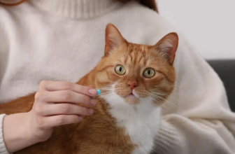 How Anti-Anxiety Meds Could Save the Lives of Blocked Cats — Catster