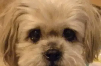 She Weighed Four Pounds and Wandered Miami’s Streets Alone — No One Had Come Looking