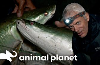 Jeremy Wade Confronts a FACE-Ripping Fish | River Monsters | Animal Planet