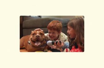 The Rescue Effect – Hundreds of Partner Shelters