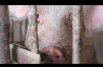 What Happens to Animals in Trucks on the Highway | World Day for Farmed Animals | Get Involved #WDFA