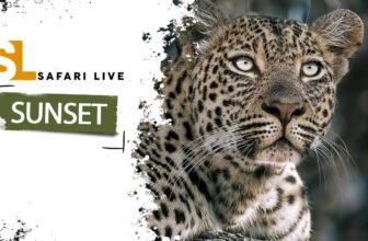 SafariLIVE Sunset – 04 October  2026