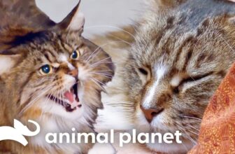 From Killer to Cuddly Kitten | My Cat from Hell | Animal Planet