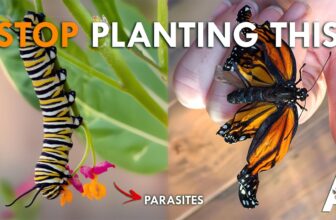 We Were Wrong About What’s Killing Monarchs