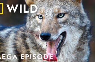Ambushed By Wild Animals | Something Bit Me! MEGA Episode | Nat Geo Animals