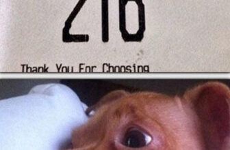 18 Funniest Dog Pictures and Memes in the History of the Internet