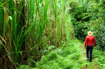 Making Land More Productive – Farming First