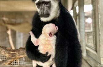 Baby Guereza Colobus Monkey at Lincoln Park Zoo