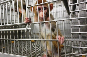 University Experimenter Torments Monkeys to Keep His Job